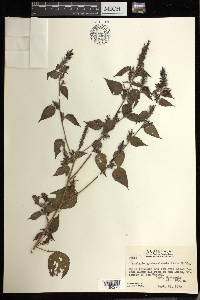 Acalypha guatemalensis image