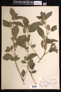 Acalypha arvensis image