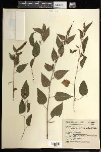 Acalypha subviscida image