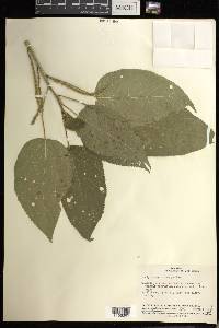 Acalypha macrostachya image