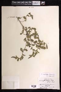 Acalypha phleoides image