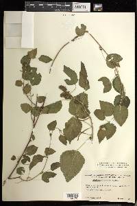 Acalypha comonduana image