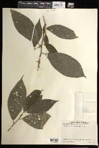 Acalypha diversifolia image