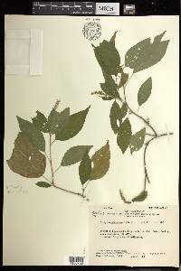 Acalypha schiedeana image