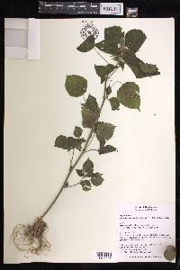 Acalypha arvensis image