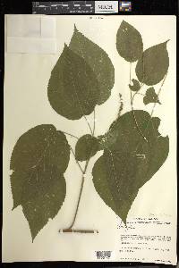 Acalypha cincta image