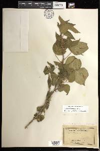 Acalypha comonduana image