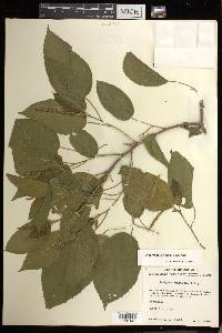 Acalypha cincta image