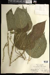 Acalypha macrostachya image