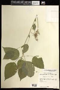 Acalypha setosa image