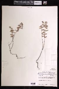 Euphorbia anychioides image