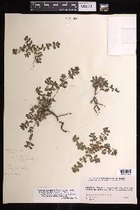 Euphorbia grisea image