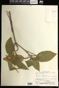 Acalypha macrostachya image