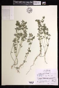 Euphorbia feddemae image