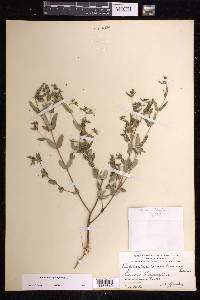 Chamaesyce hyssopifolia image