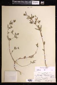 Chamaesyce hyssopifolia image