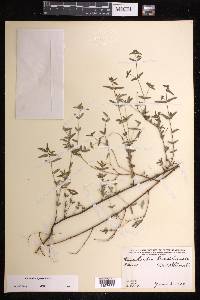 Chamaesyce hyssopifolia image