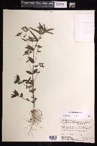 Chamaesyce hyssopifolia image