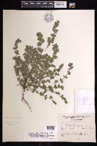 Euphorbia grisea image