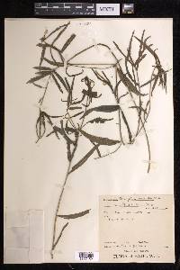 Acalypha angustifolia image