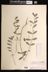 Euphorbia hypericifolia image