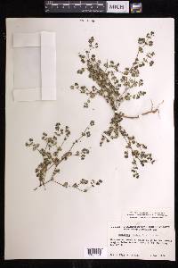 Euphorbia dentosa image