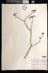 Bernardia corensis image