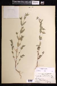 Chamaesyce hyssopifolia image