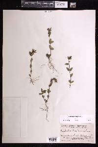 Chamaesyce hyssopifolia image