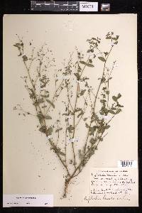 Chamaesyce hyssopifolia image