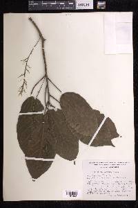 Alchornea latifolia image