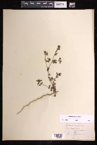 Chamaesyce hyssopifolia image