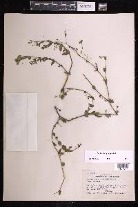 Chamaesyce hyssopifolia image