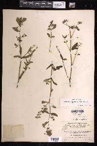 Euphorbia hypericifolia image