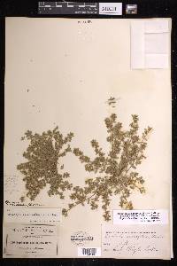 Chamaesyce dioica image