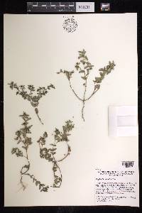 Euphorbia potosina image