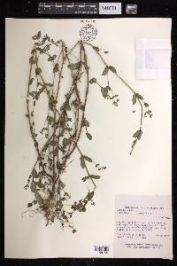 Chamaesyce hyssopifolia image