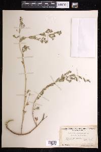 Chamaesyce hyssopifolia image