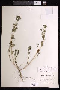 Chamaesyce hyssopifolia image