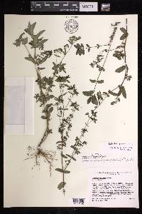 Chamaesyce hyssopifolia image