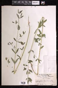 Euphorbia trachysperma image