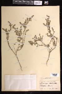 Euphorbia lecheoides image