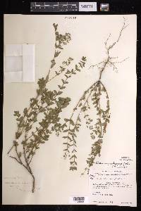 Chamaesyce hyssopifolia image