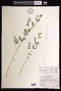 Chamaesyce hyssopifolia image