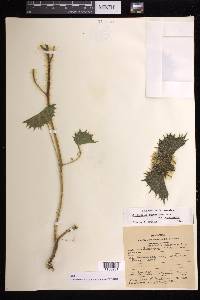 Cnidoscolus angustidens subsp. angustidens image