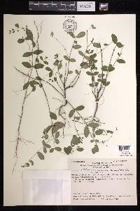 Euphorbia perlignea image