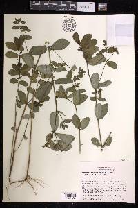 Chamaesyce hyssopifolia image