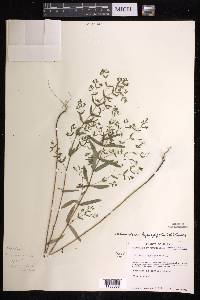 Chamaesyce hyssopifolia image