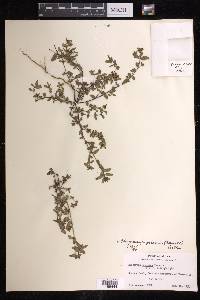 Euphorbia potosina image