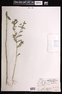 Chamaesyce hyssopifolia image